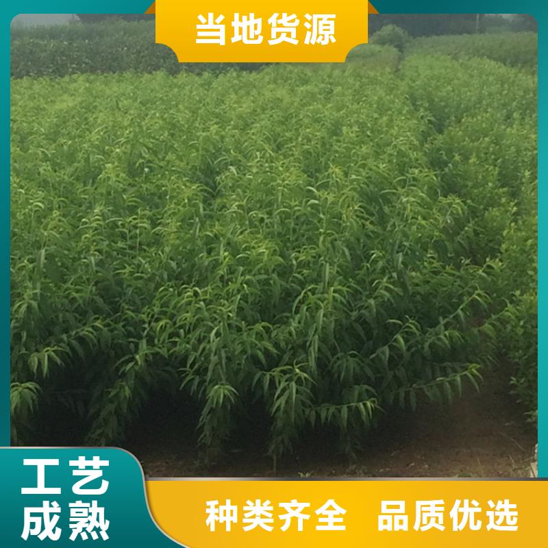 桃_梨树苗用的放心