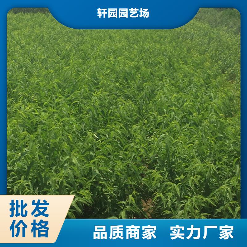 油桃苗种植基地/轩园园艺场