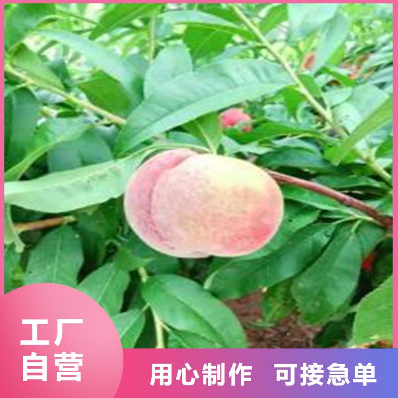 桃【【蓝莓苗】】工艺层层把关