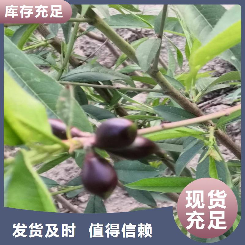 黄桃苗根系发达