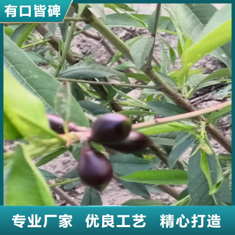 黄金油蟠桃树苗多少钱一棵/轩园园艺场