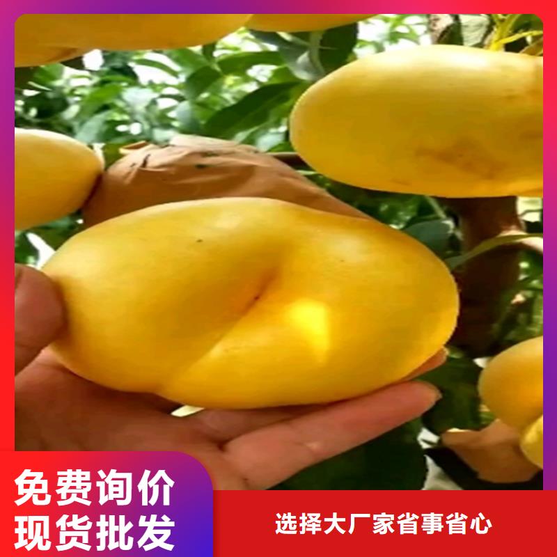 蟠桃苗批发价格