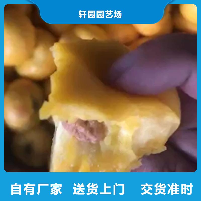 桃樱桃苗精选优质材料