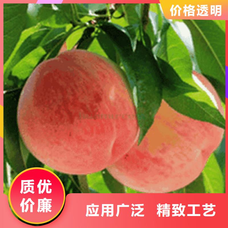 【桃】-苹果苗客户好评