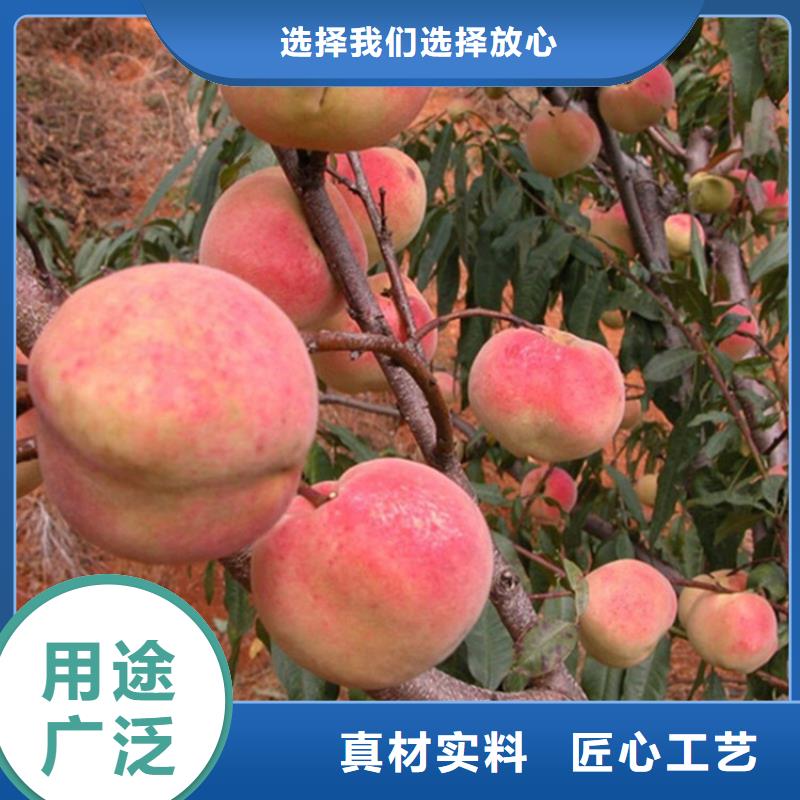 周边{轩园}桃苹果苗大量现货供应