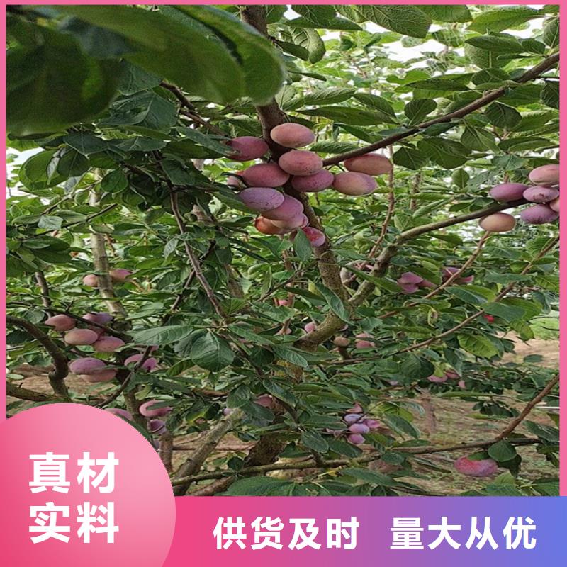 李子,花椒苗优质原料