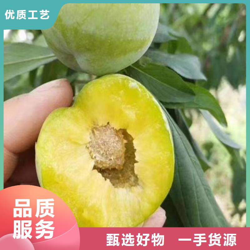 李子树种植技术/轩园园艺场