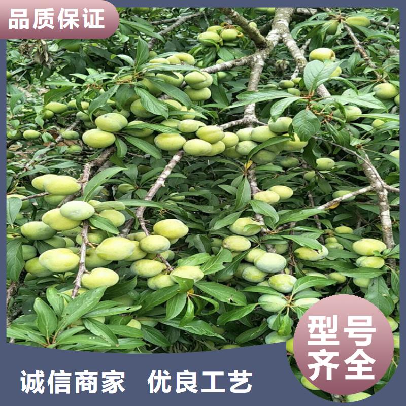 李子树种植技术