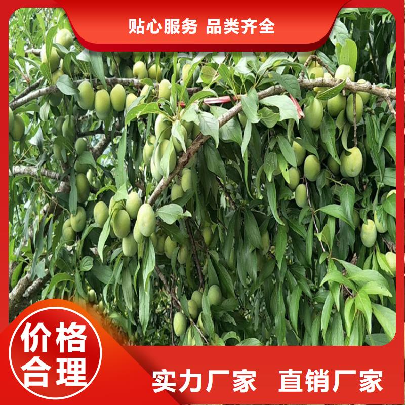 清脆李子苗种植技术/轩园园艺场