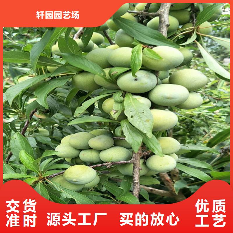 西梅李子树苗种植管理技术