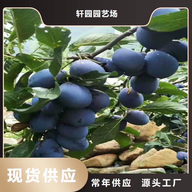 国丰李子苗种植管理技术