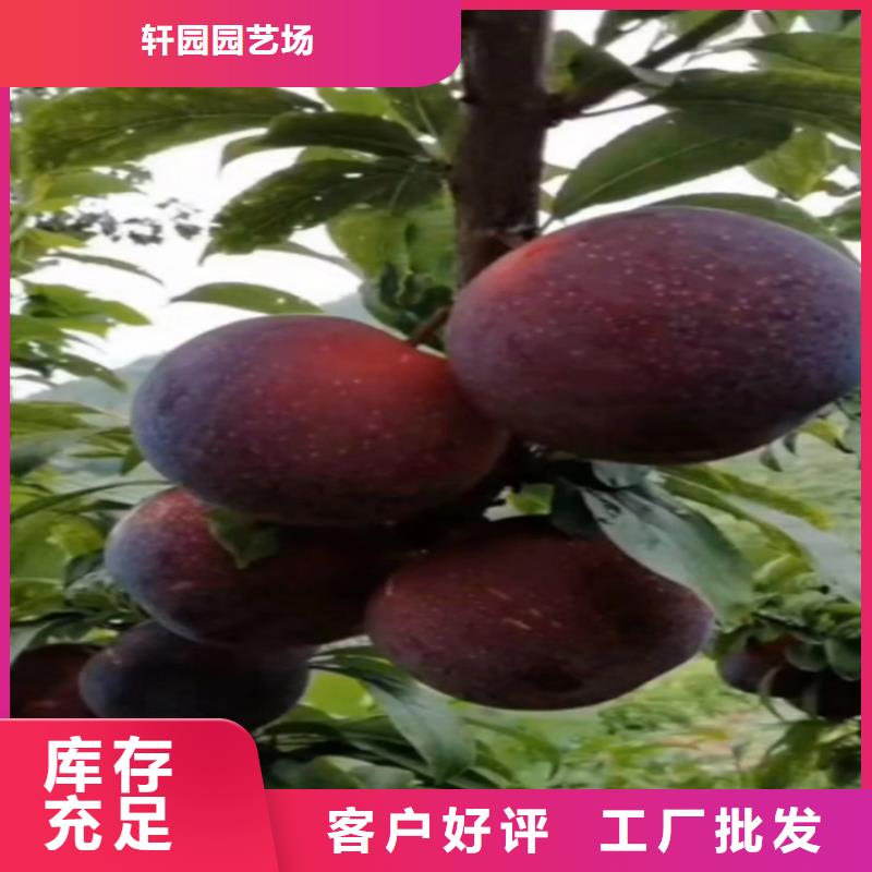 李子无花果苗用的放心