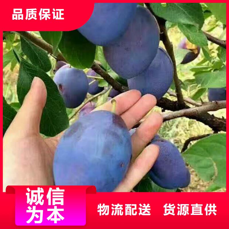 西梅李子苗价格