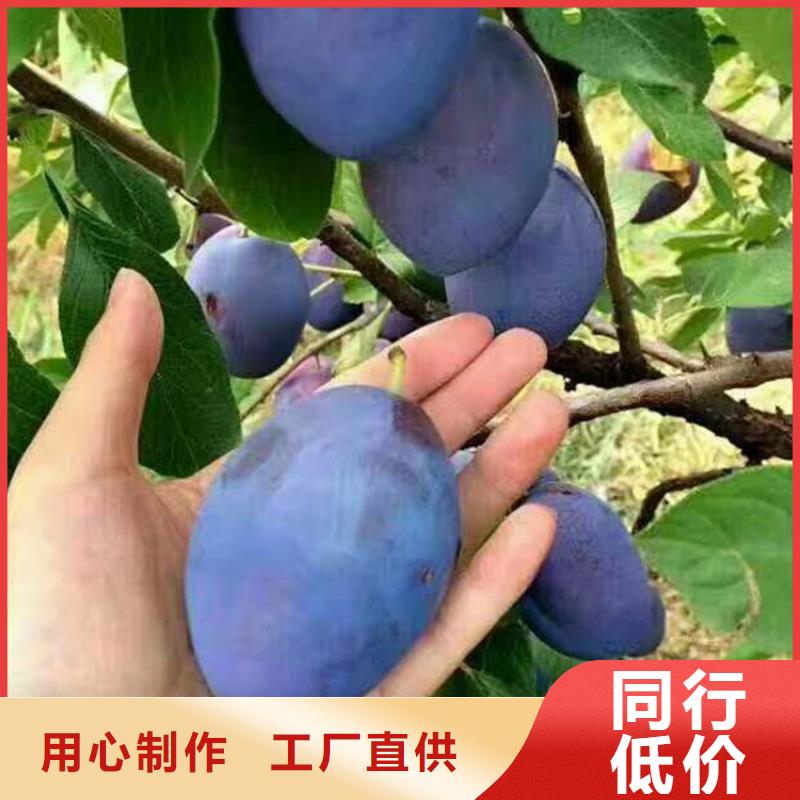 【李子】樱桃苗推荐商家