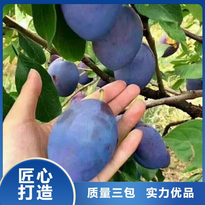 清脆李子苗种植技术/轩园园艺场