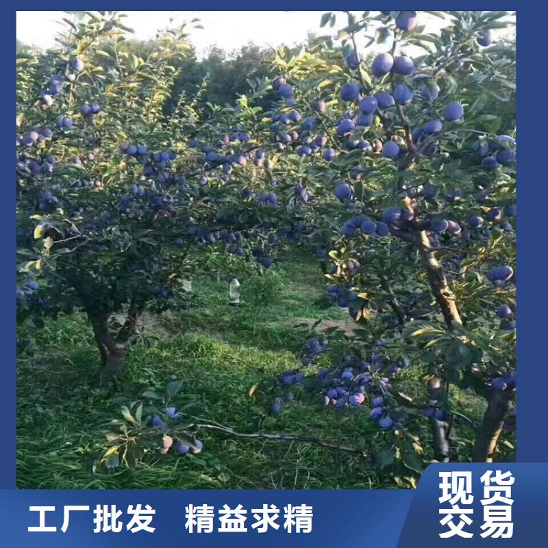 西梅李子苗种植管理技术