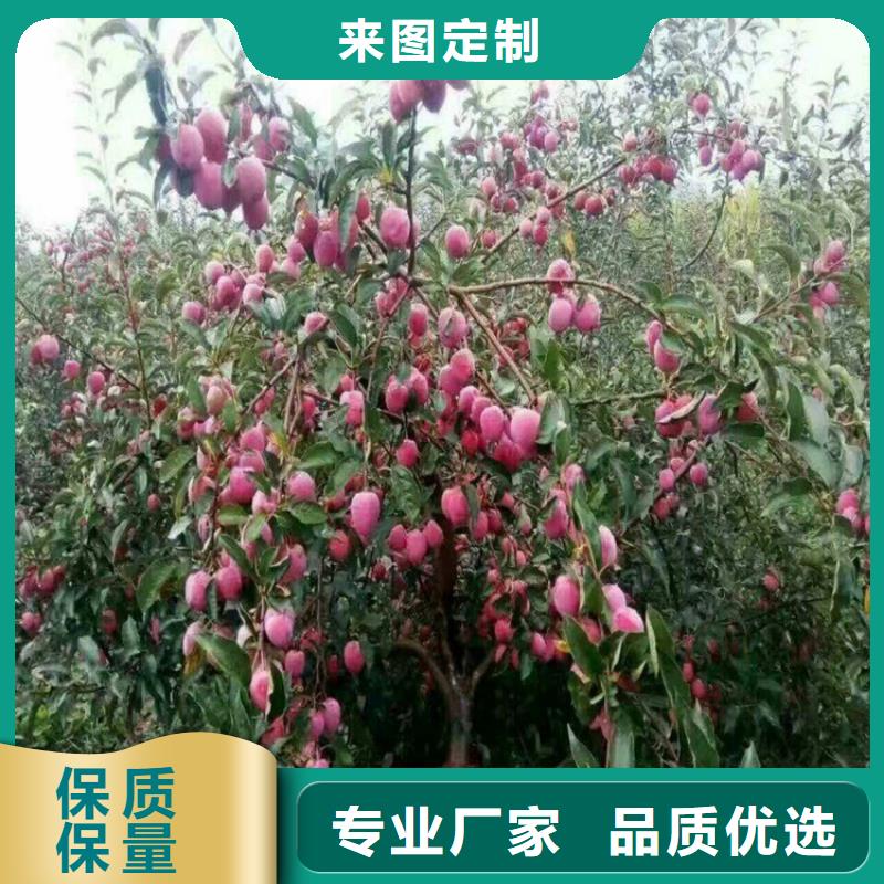 李子苗种植管理技术