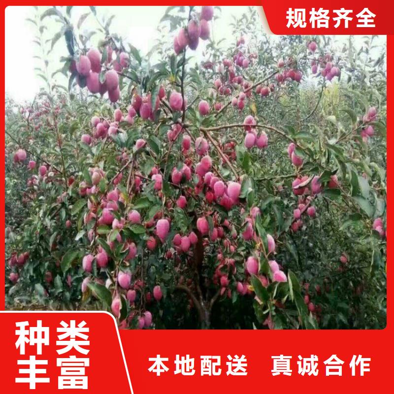 李子树适合种植地区