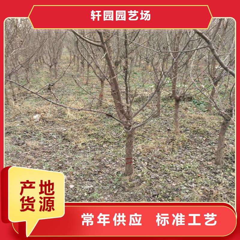 西梅李子苗育苗基地