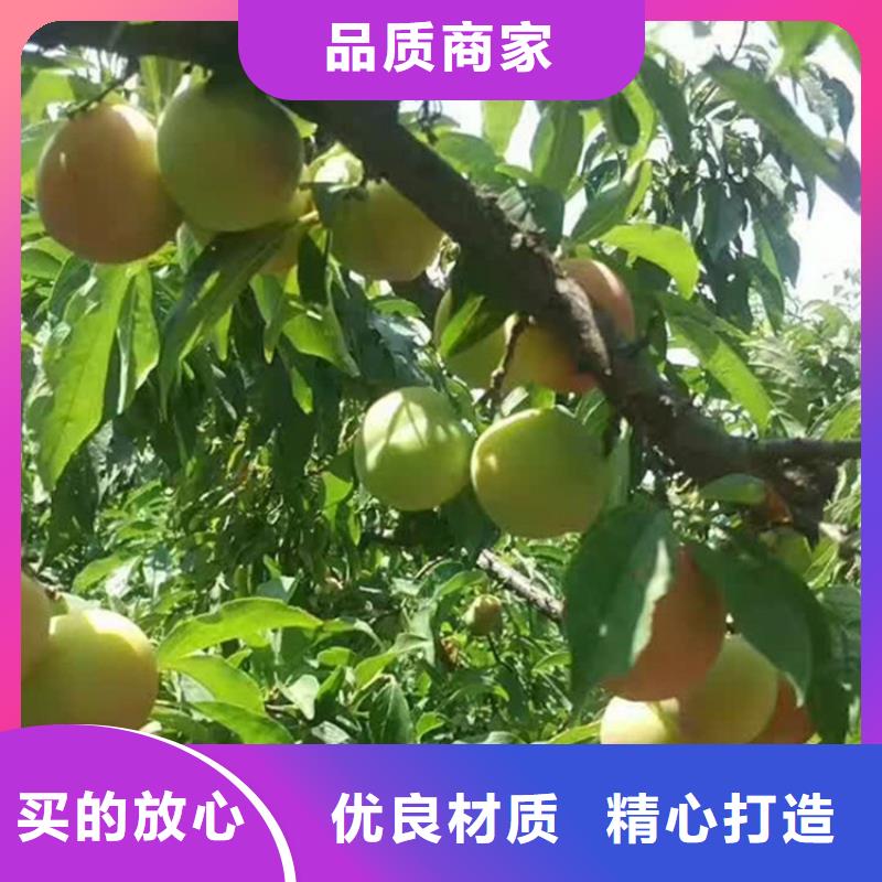 李子树苗欢迎咨询/轩园园艺场