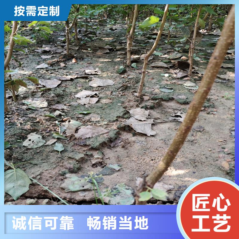 恐龙蛋李子苗育苗基地