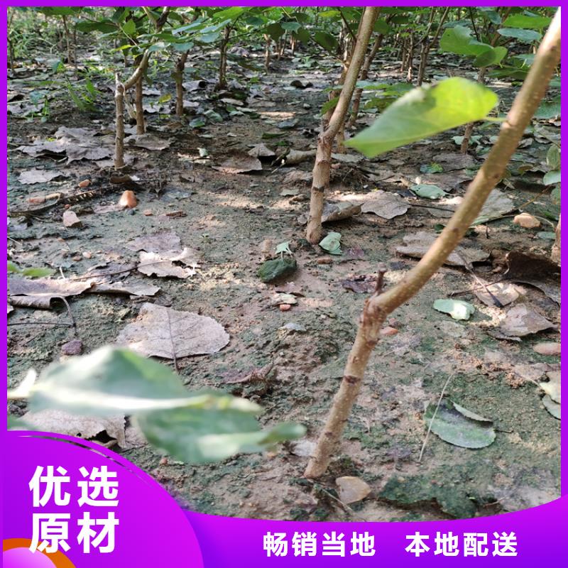 西梅李子苗种植管理技术