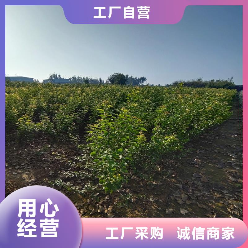 李子西瓜苗用心经营