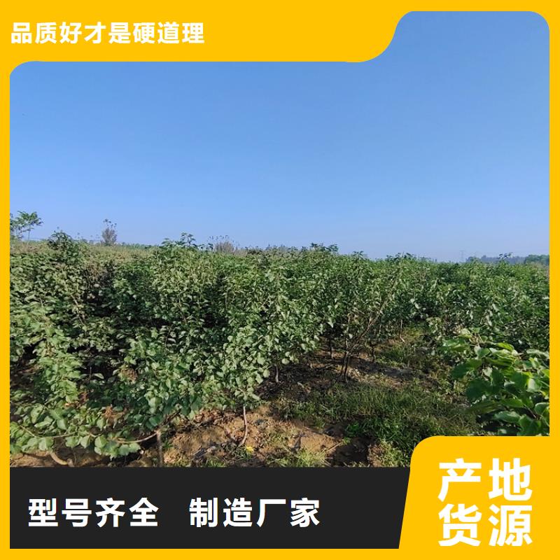 恐龙蛋李子苗适合种植地区