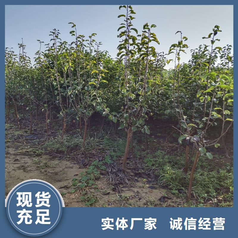 恐龙蛋李子苗育苗基地