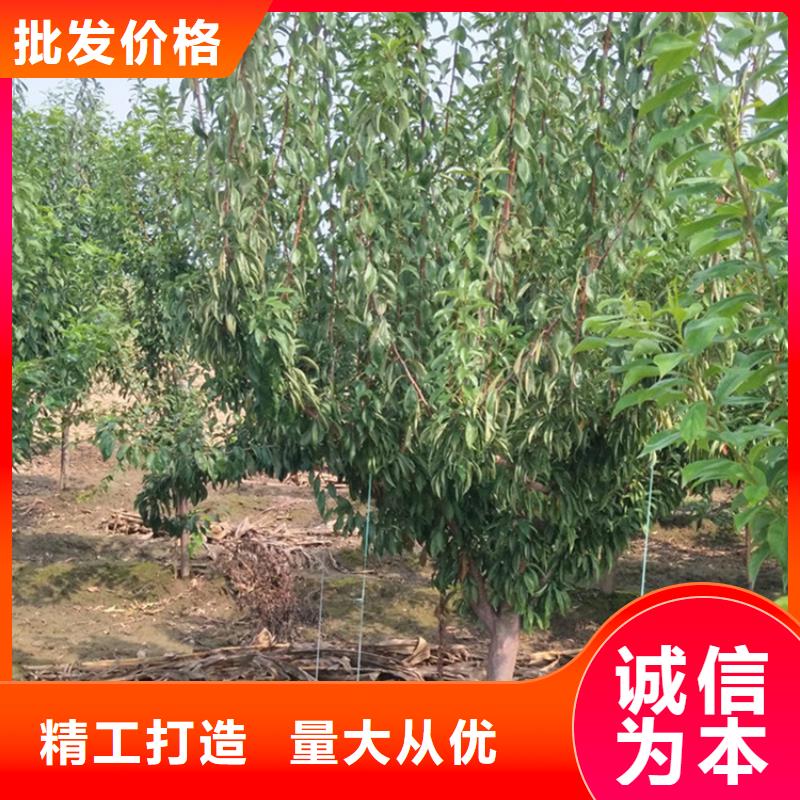 西梅李子苗种植管理技术