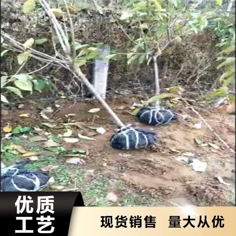 恐龙蛋李子苗适合种植地区