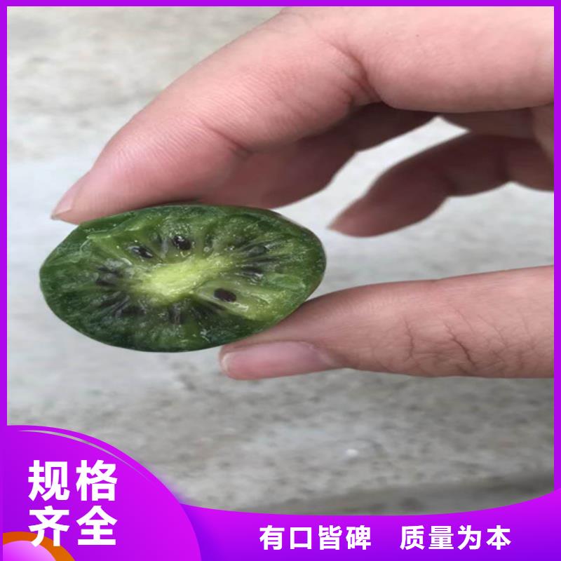 奇异果苗适合种植地区