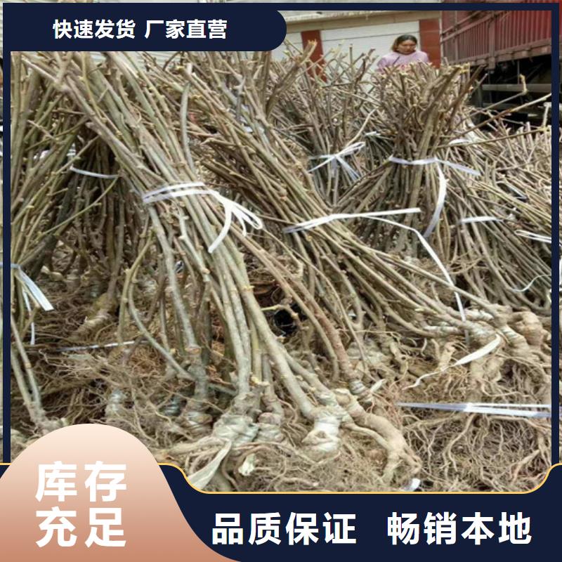 猕猴桃_【苹果苗】不只是质量好