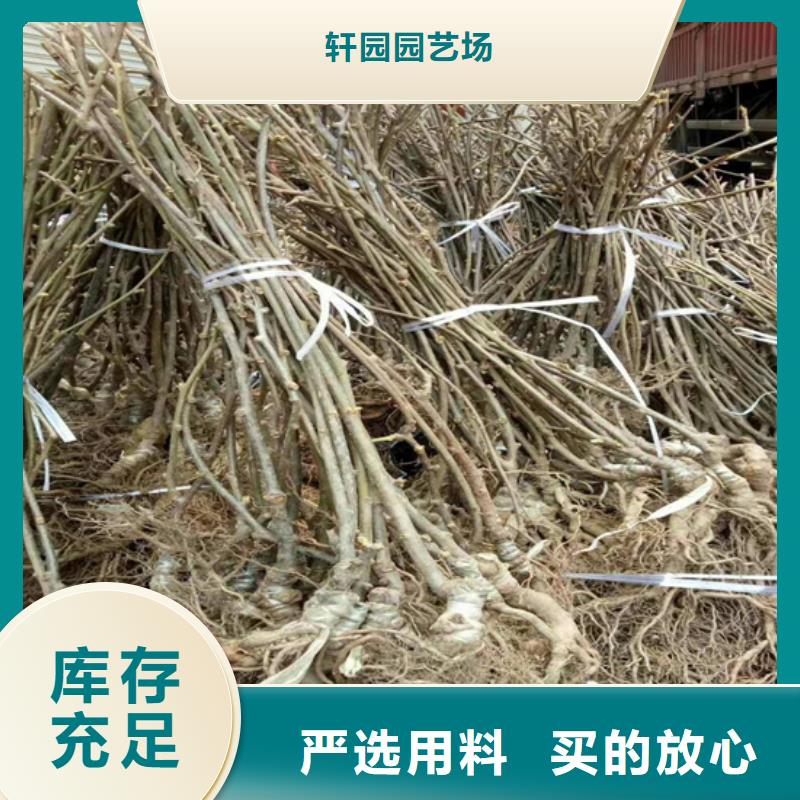 奇异果苗种植基地