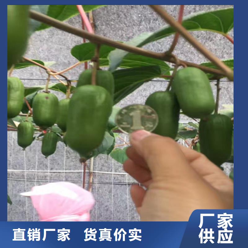 软枣猕猴桃树苗露天种植