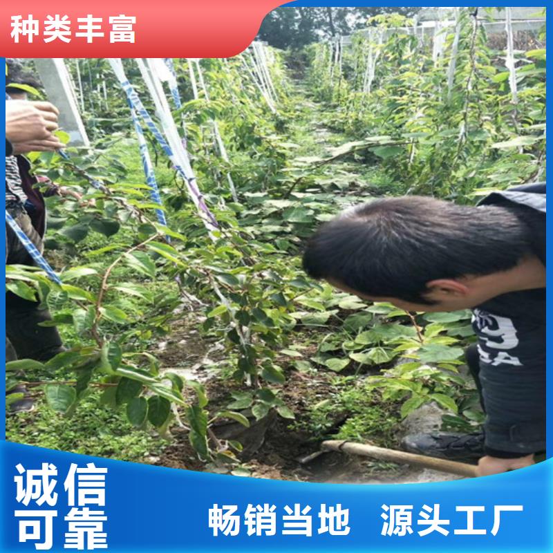 猕猴桃苹果苗优质货源