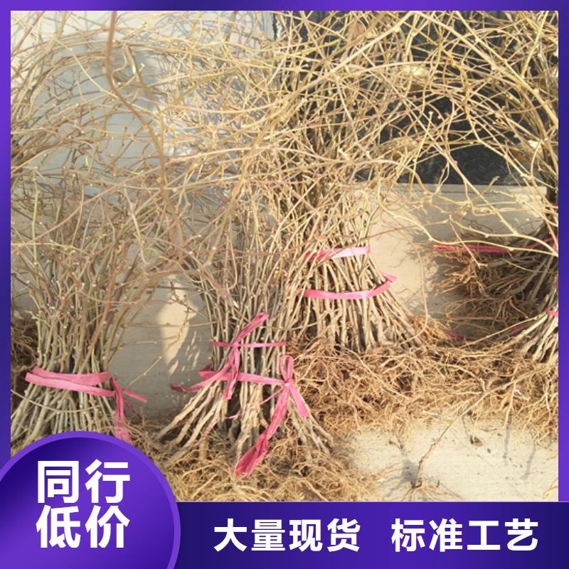 猕猴桃苹果苗厂家直销规格多样