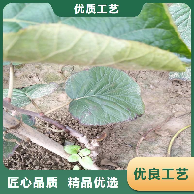 奇异果苗种植技术