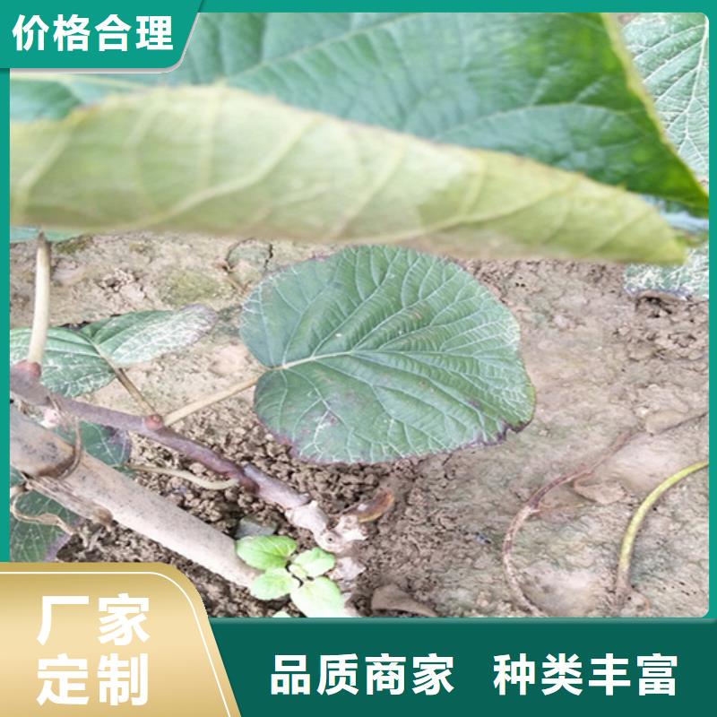 奇异果苗量多优惠