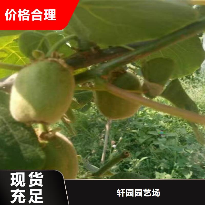 软枣猕猴桃苗种植技术