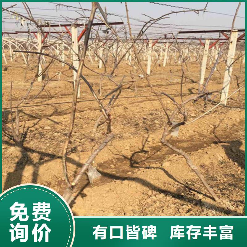 软枣猕猴桃苗种植技术