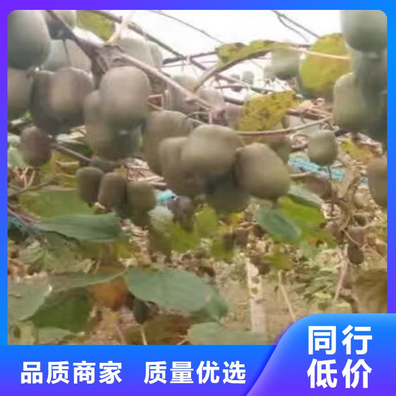 软枣子苗适合种植地区