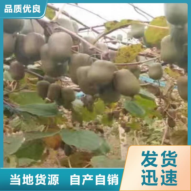 软枣猕猴桃苗种植技术