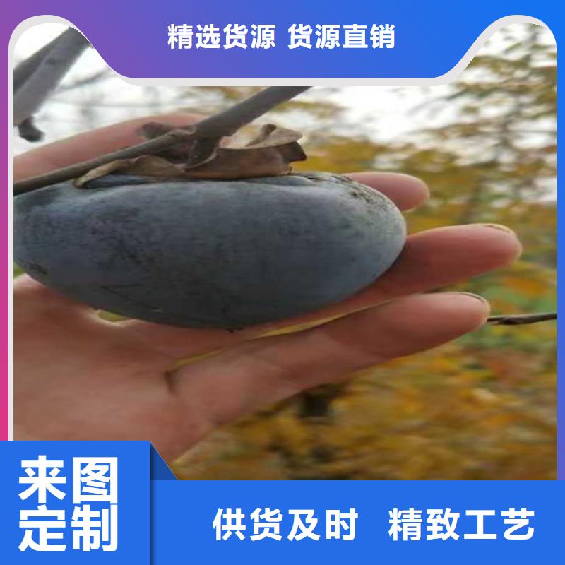 柿子苗种植管理技术