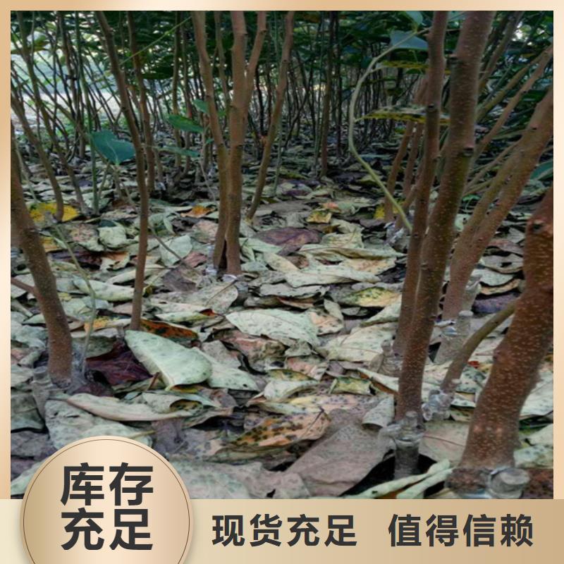 柿子苗育苗基地/轩园园艺场