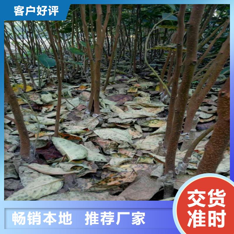 柿子【苹果苗】厂家品控严格