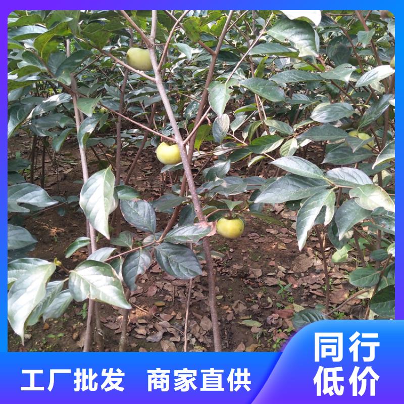 【柿子】苹果苗批发价格