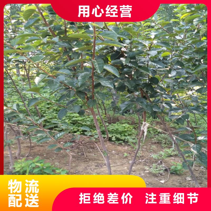 柿子苹果苗专注细节使用放心