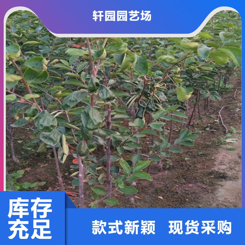 【柿子】苹果苗源头工厂量大优惠