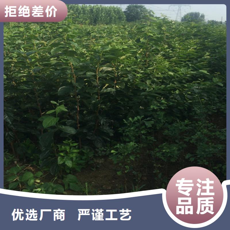 柿子桃树苗产品细节